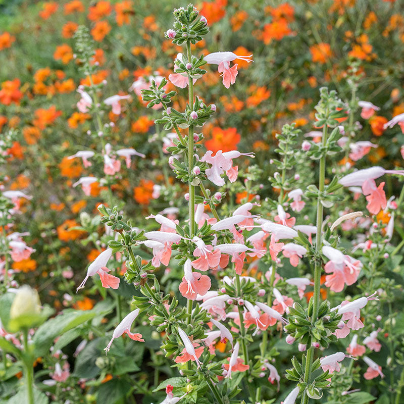 Salvia - Texas Sage 'Brenthurst Pink'