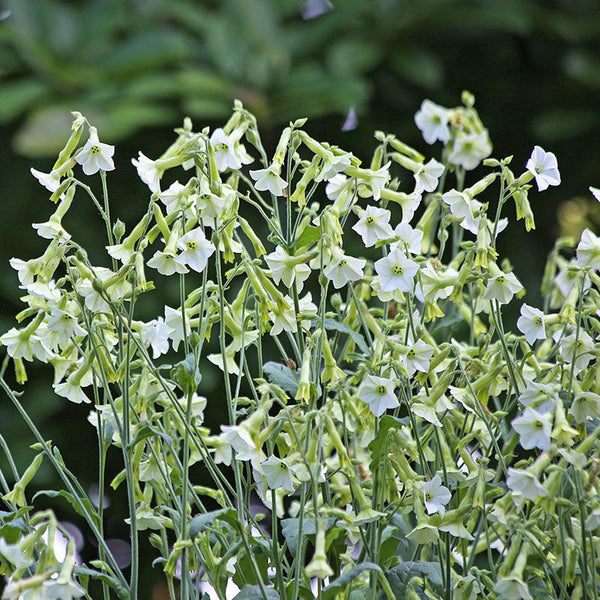 
    



Tobacco 'Starlight Dancer'
