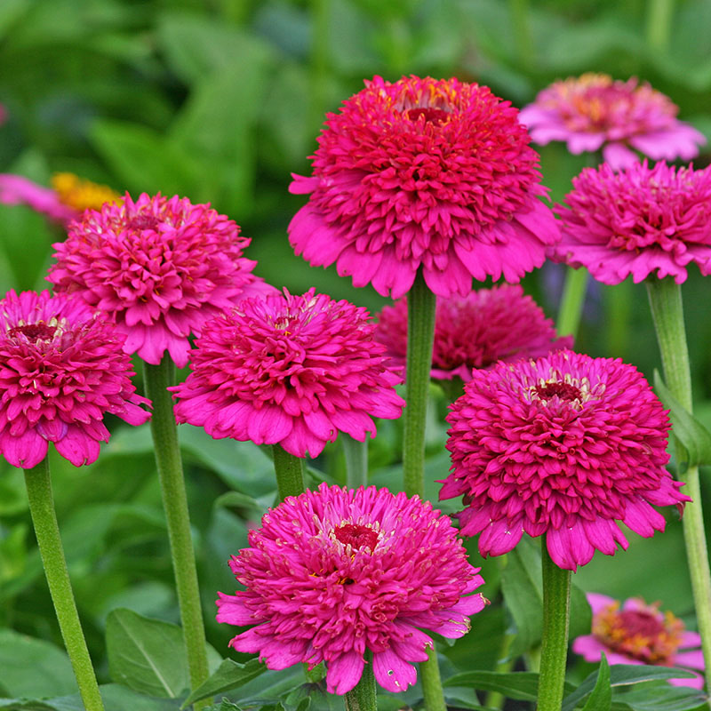 Zinnia 'Zinderella Purple'