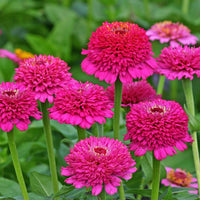 
    



Zinnia 'Zinderella Purple'
