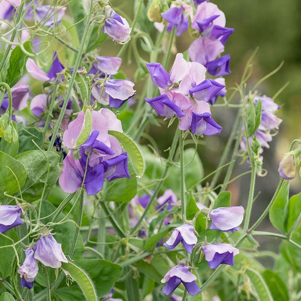 
    



Sweet Pea 'Erewhon'
