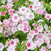 
    



Phlox 'Blushing Bride'
