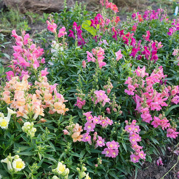 Snapdragon 'Trumpet Serenade Mix'