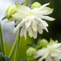 Columbine 'Lime Sorbet'