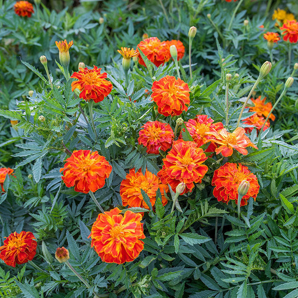 
    



Marigold 'Konstance'
