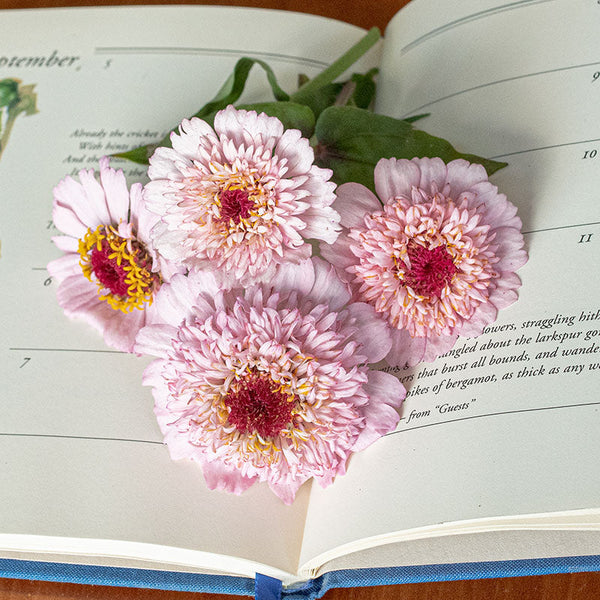 
    



Zinnia 'Zinderella Lilac'
