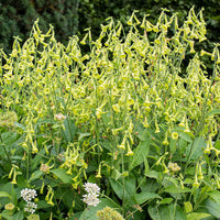 Tobacco 'Langsdorff's Tobacco'