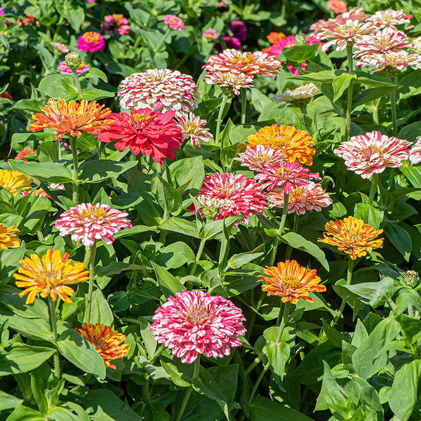 Zinnia 'Candy Cane Mix'