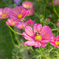 
    



Cosmos 'Xsenia'
