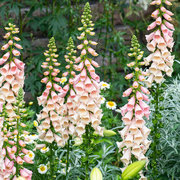 Foxglove 'Dalmatian Peach' F1