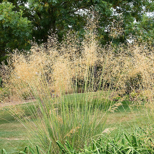 
    



Grass - Giant Feather
