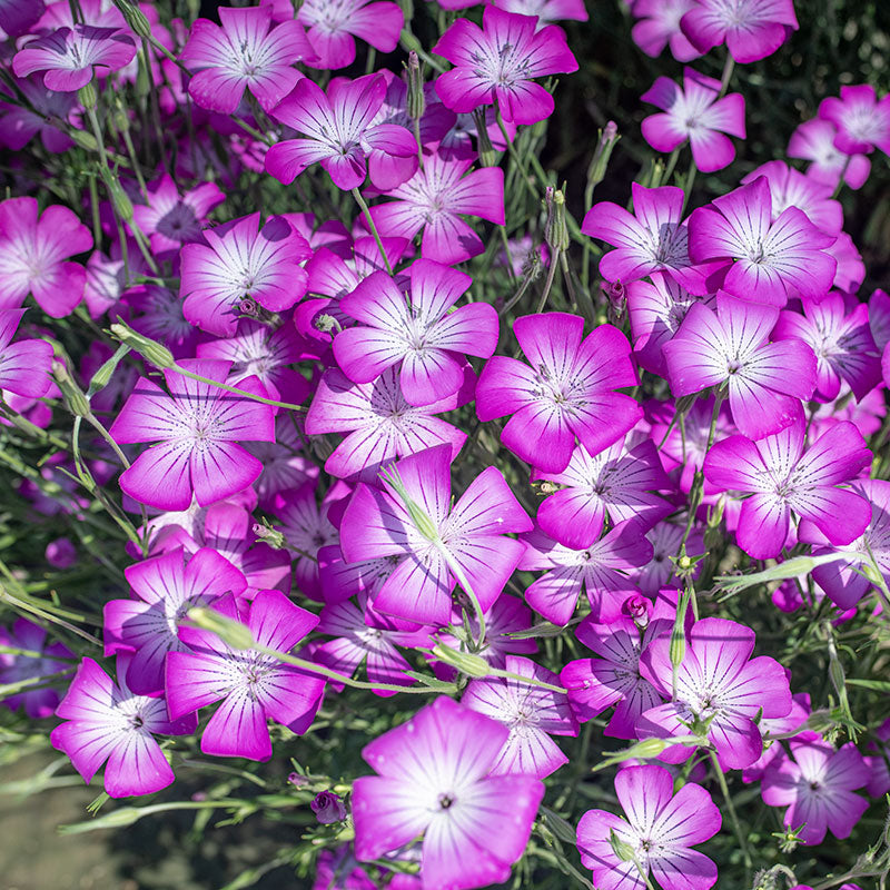 Agrostemma 'Purple Queen'