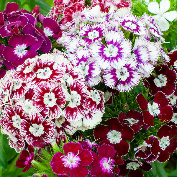 
    



Sweet William 'Hollandia Purple Crown'
