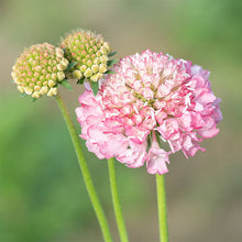 Sweet Scabious 'QIS® Mix'