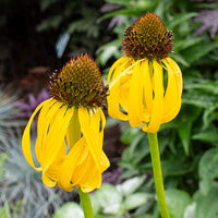 
    



Coneflower - Ozark
