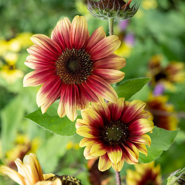 
    



Sunflower 'Ruby Eclipse'
