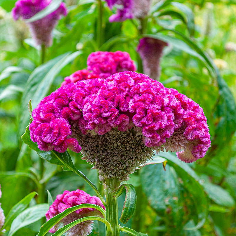 
  



Celosia 'Cramer's Rose'
