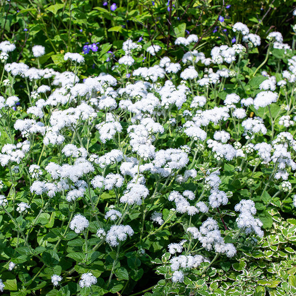 Ageratum 'White Bouquet'