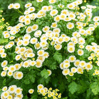 
    



Feverfew 'White Stars'
