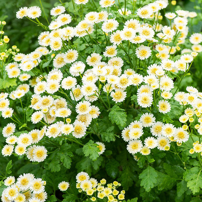 Feverfew 'White Stars'