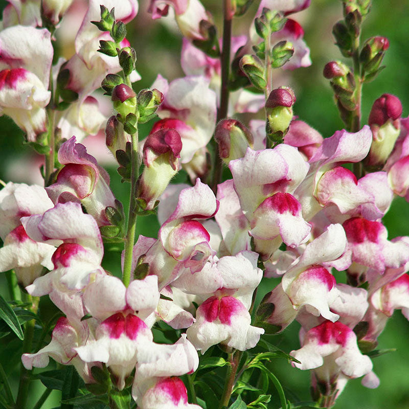 Snapdragon 'Lucky Lips'