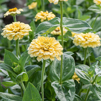 
    



Zinnia 'Isabellina'
