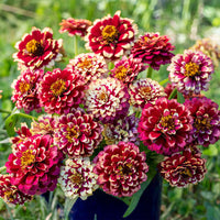 
    



Zinnia 'Aztec Burgundy Bicolor'
