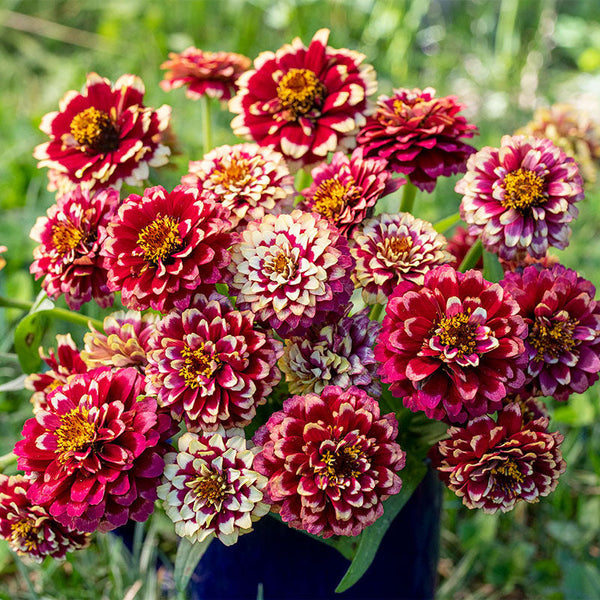 Zinnia 'Aztec Burgundy Bicolor'