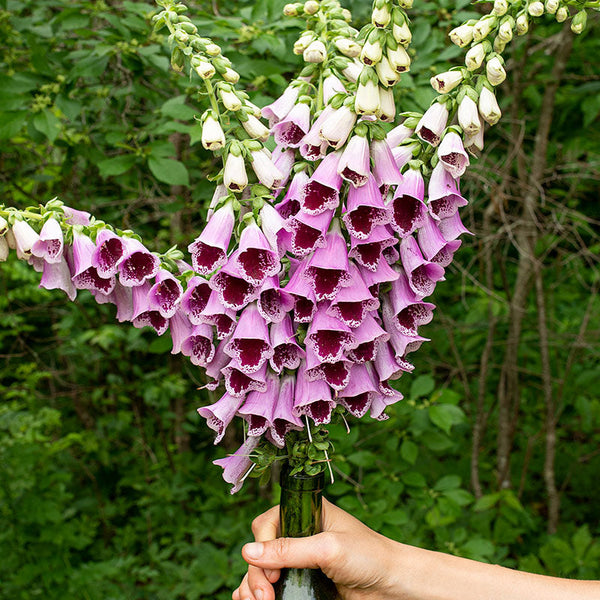 Foxglove 'Sugar Plum' Organic