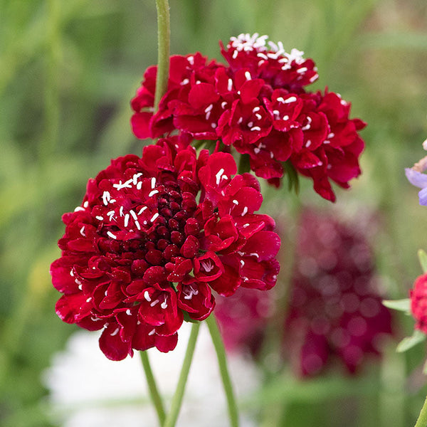 Sweet Scabious 'Fire King'