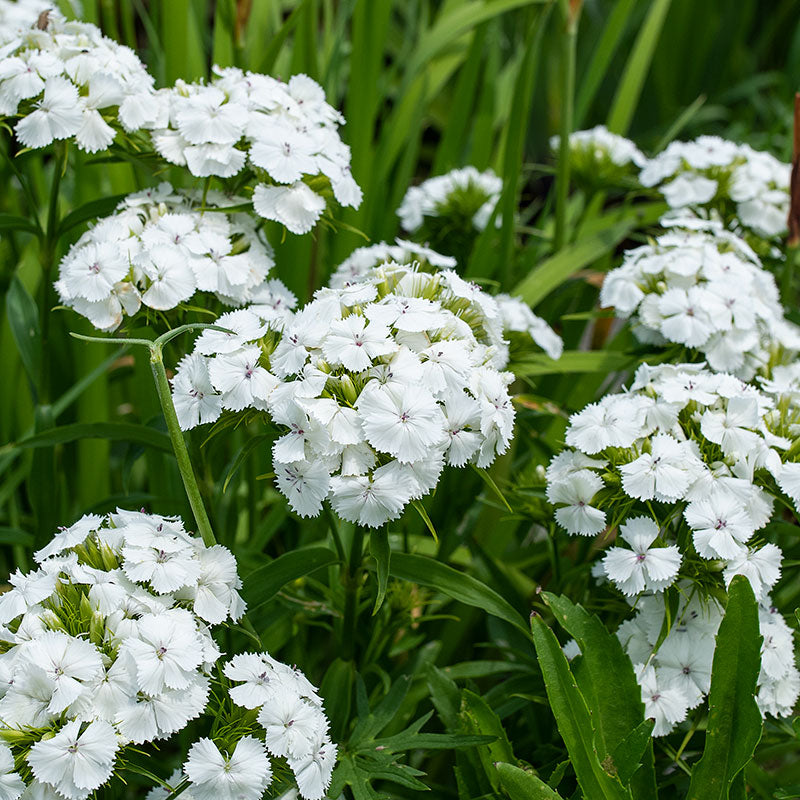 Sweet William 'Albus'