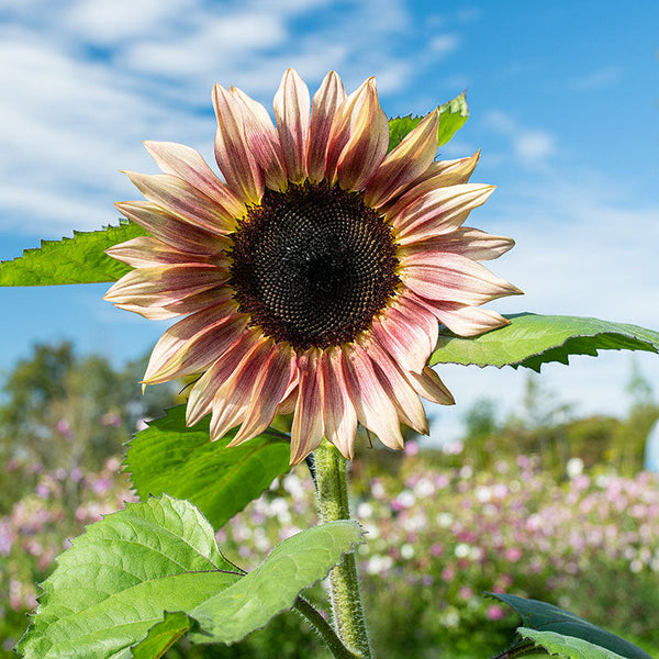 
    



Sunflower 'ProCut®  Plum' F1
