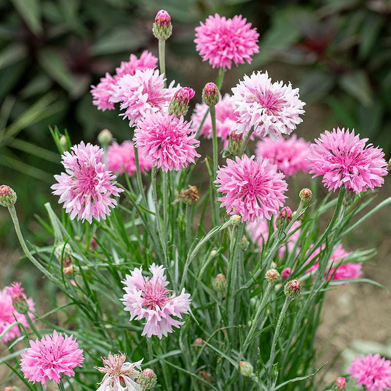 Cornflower 'Pinkie'