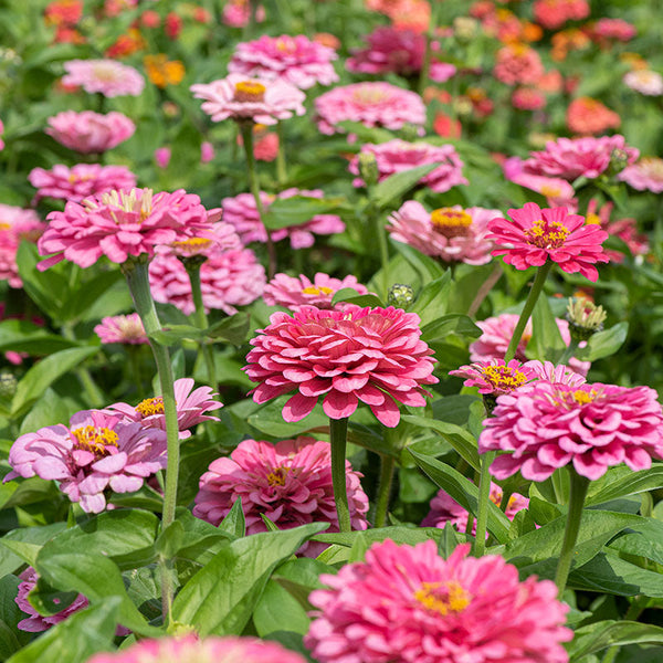 
    



Zinnia 'Illumination'
