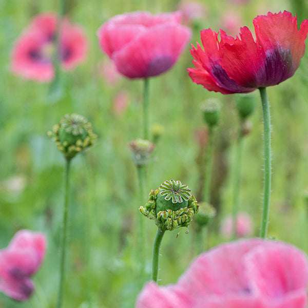 Poppy 'Hen and Chickens'