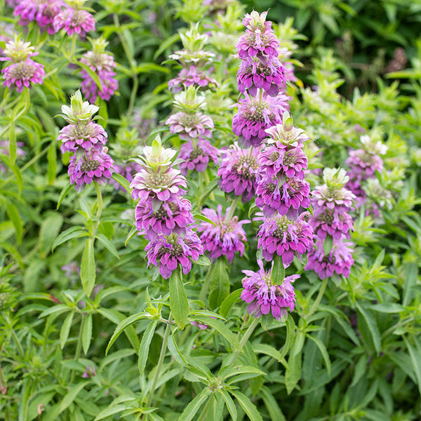 
    



Bee Balm - Lemon Bergamot
