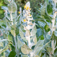 
    



Mullein 'Polar Summer'
