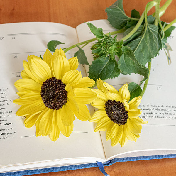 
    



Sunflower 'Soluna Lemon'
