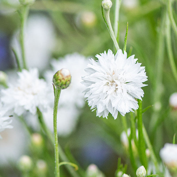 
    



Cornflower 'Snowman'
