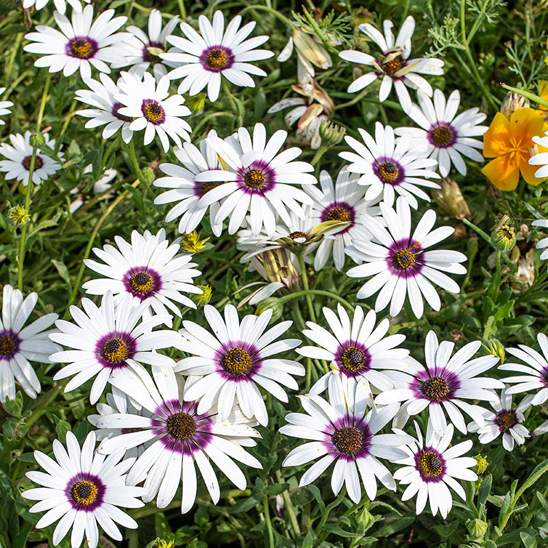 African Daisy 'Polar Star'