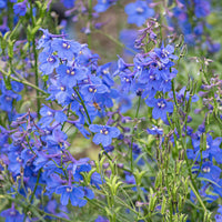 
    



Delphinium 'Bellamosum'
