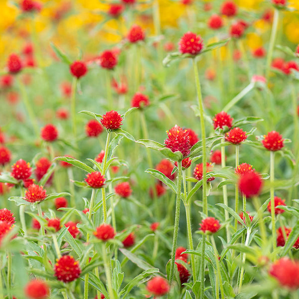 Globe Amaranth 'Strawberry Fields'