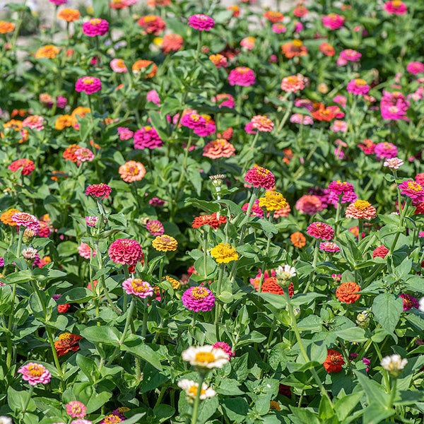 
    



Zinnia 'Cupid Mix'
