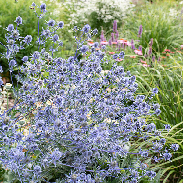 
    



Sea Holly 'Blaukappe'
