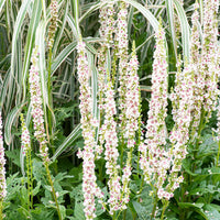 
    



Mullein 'Wedding Candles'
