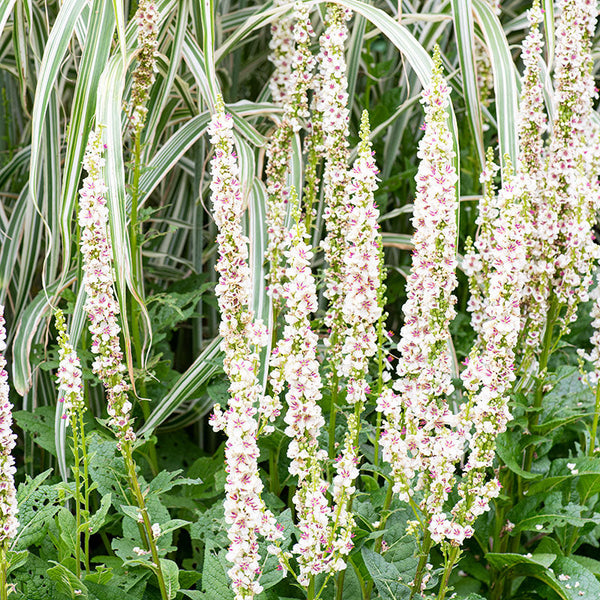 
    



Mullein 'Wedding Candles'
