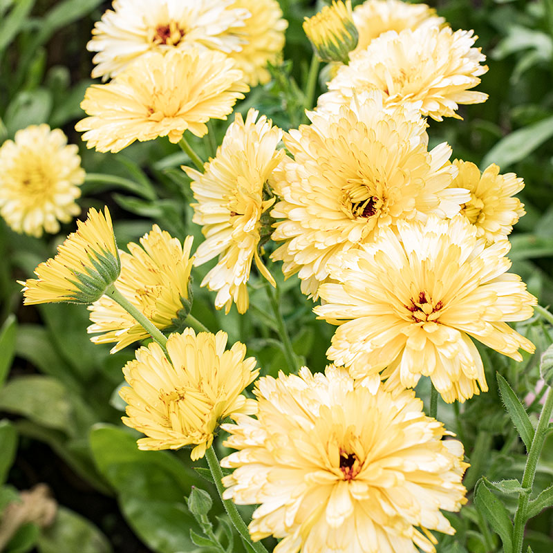 Calendula 'Pacific Cream Beauty'