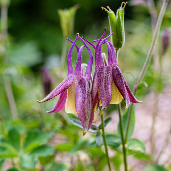 
    



Columbine 'Calimero'
