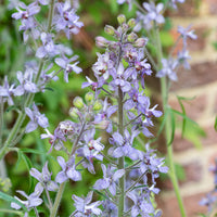 Delphinium requienii