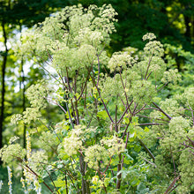 Angelica